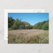 Briefkaart Lavender Fields (Voorkant / Achterkant)