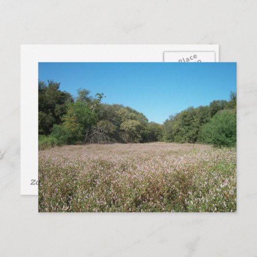 Briefkaart Lavender Fields (Voorkant / Achterkant)