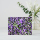 Briefkaart Lavender Fields (Staand voorkant)
