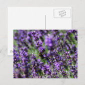 Briefkaart Lavender Fields (Voorkant / Achterkant)