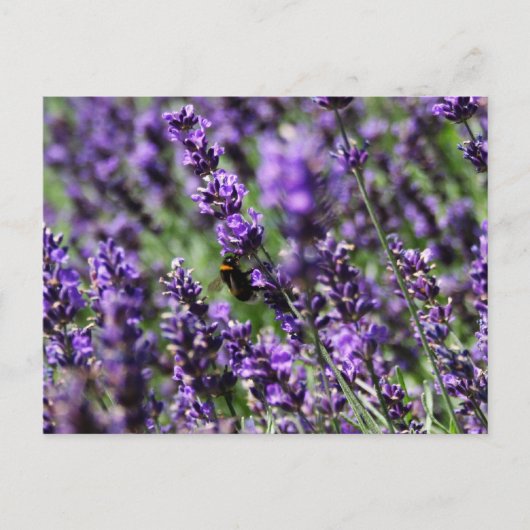 Briefkaart Lavender Fields (Voorkant)