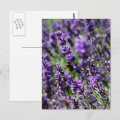 Briefkaart Lavender Fields (Voorkant / Achterkant)
