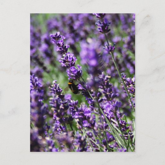 Briefkaart Lavender Fields (Voorkant)
