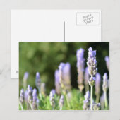Briefkaart lavender-fotografie (Voorkant / Achterkant)