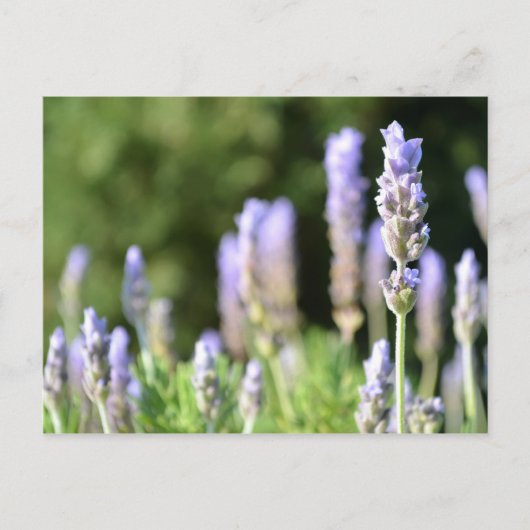 Briefkaart lavender-fotografie (Voorkant)