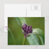 Briefkaart lavender Spiderwort Flower (Voorkant / Achterkant)