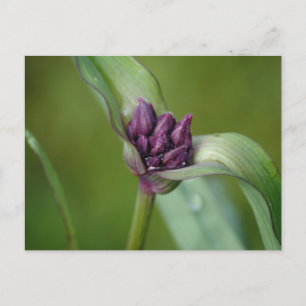 Briefkaart lavender Spiderwort Flower