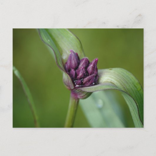 Briefkaart lavender Spiderwort Flower (Voorkant)