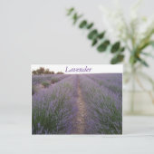 Briefkaart lavender veld (Staand voorkant)