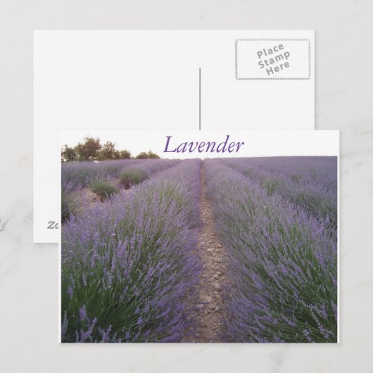 Briefkaart lavender veld (Voorkant / Achterkant)