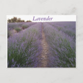 Briefkaart lavender veld (Voorkant)