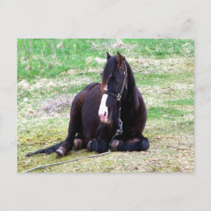 Briefkaart Lazy Days