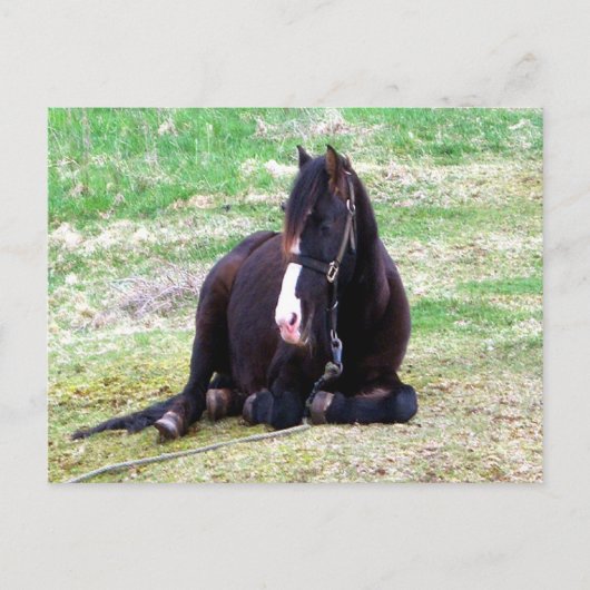 Briefkaart Lazy Days (Voorkant)