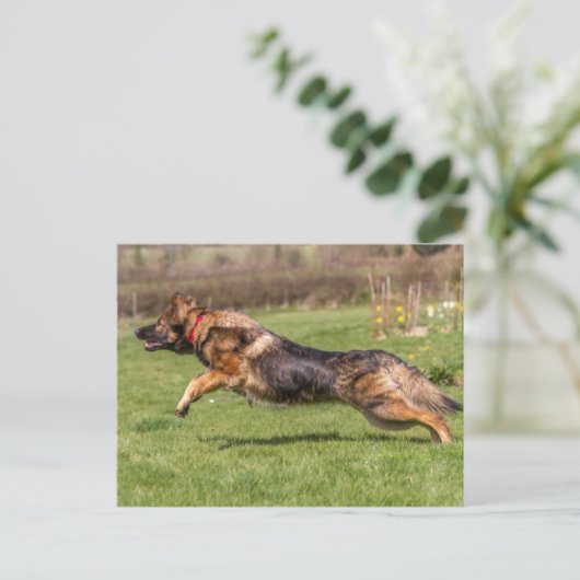 Briefkaart leaping German Shepherd Dog Alsatian (Staand voorkant)