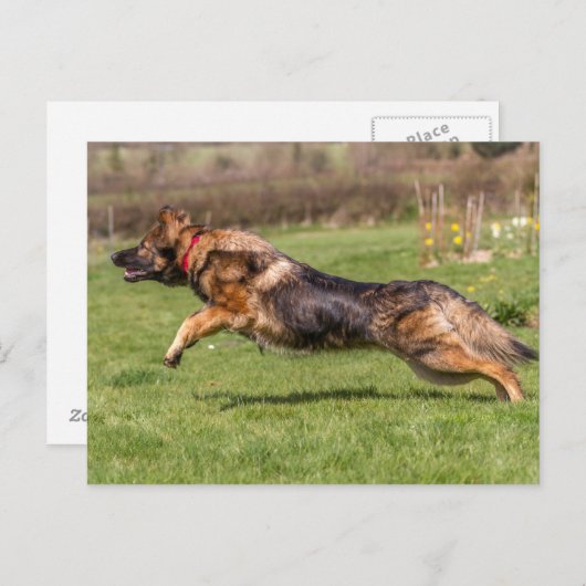 Briefkaart leaping German Shepherd Dog Alsatian (Voorkant / Achterkant)