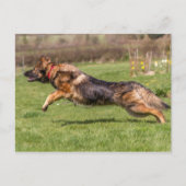 Briefkaart leaping German Shepherd Dog Alsatian (Voorkant)