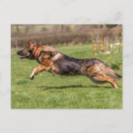 Briefkaart leaping German Shepherd Dog Alsatian