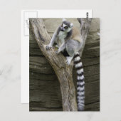 Briefkaart Lemur (Voorkant / Achterkant)