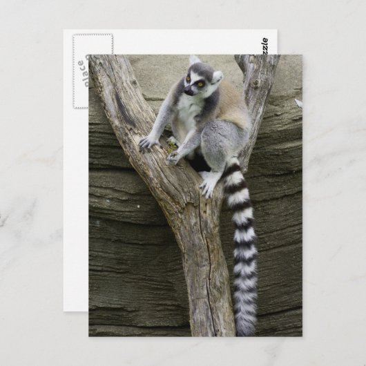 Briefkaart Lemur (Voorkant / Achterkant)