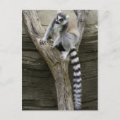 Briefkaart Lemur (Voorkant)