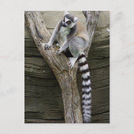 Briefkaart Lemur (Voorkant)