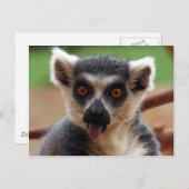 Briefkaart Lemur (Voorkant / Achterkant)