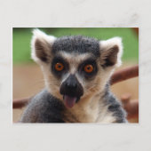 Briefkaart Lemur (Voorkant)