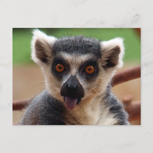 Briefkaart Lemur (Voorkant)