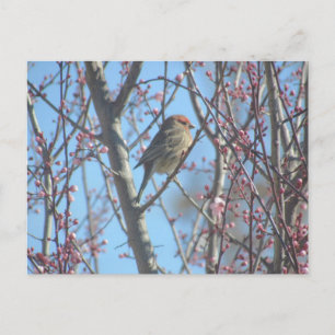 Briefkaart - lentepeuk