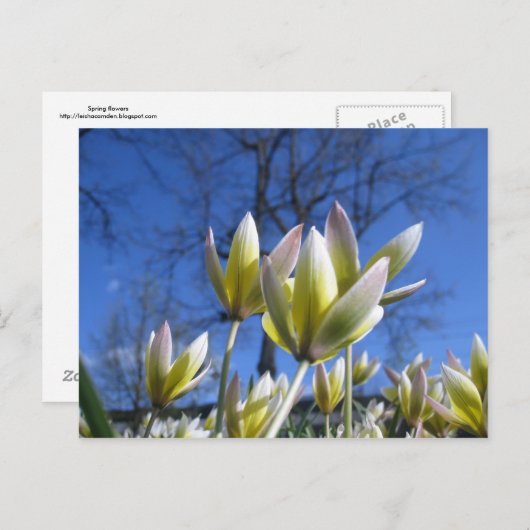 Briefkaart lentesbloemen (Voorkant / Achterkant)