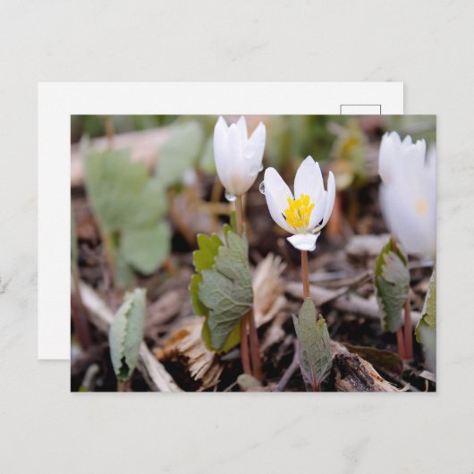 Briefkaart lentevloeren (Voorkant / Achterkant)