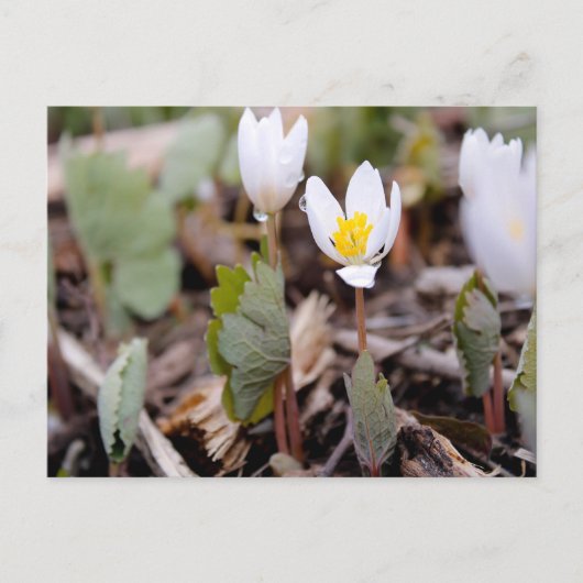 Briefkaart lentevloeren (Voorkant)