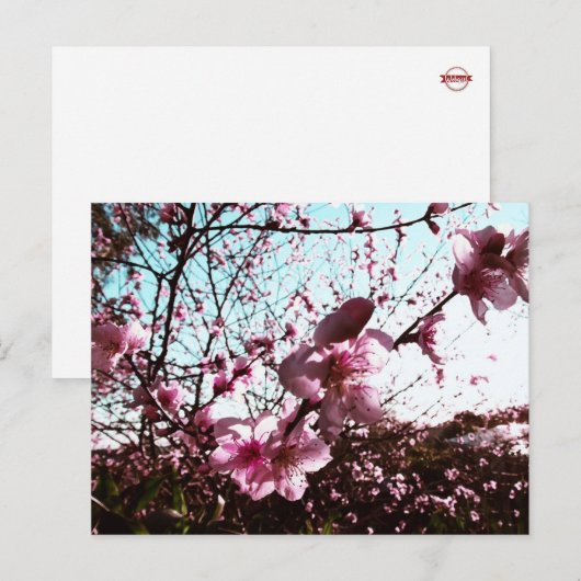 Briefkaart lentroze bloesems (Voorkant / Achterkant)