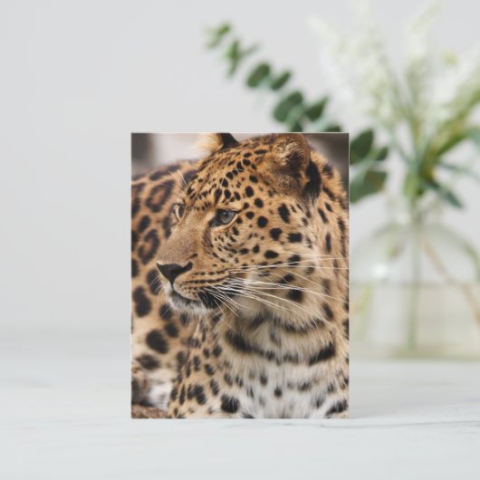 Briefkaart leopard (Staand voorkant)