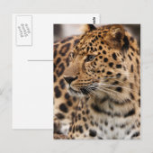Briefkaart leopard (Voorkant / Achterkant)