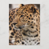Briefkaart leopard (Voorkant)