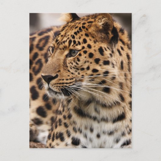 Briefkaart leopard (Voorkant)