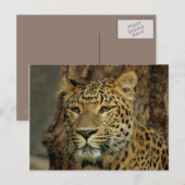 Briefkaart Leopard Safari (Voorkant / Achterkant)