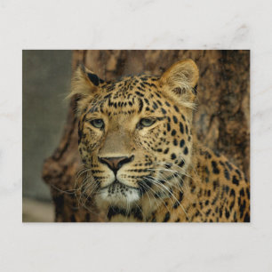 Briefkaart Leopard Safari