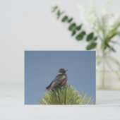 Briefkaart Lewis Woodpecker (Staand voorkant)