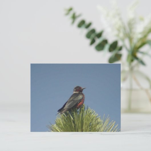 Briefkaart Lewis Woodpecker (Staand voorkant)