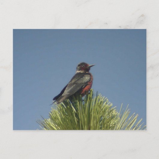 Briefkaart Lewis Woodpecker (Voorkant)