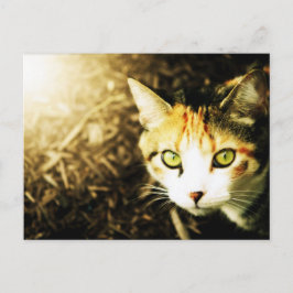 Briefkaart lichttablet in het najaar