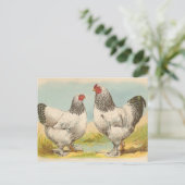  Briefkaart "Light Brahama Chickens" (Staand voorkant)