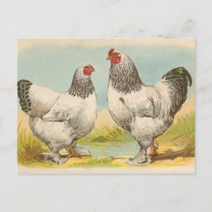 Briefkaart "Light Brahama Chickens"
