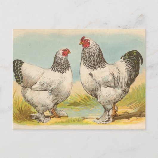  Briefkaart "Light Brahama Chickens" (Voorkant)