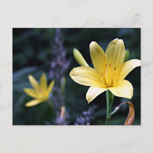 Briefkaart Lilies (Voorkant)