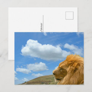 Briefkaart - Lion Portrait