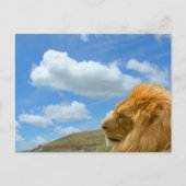 Briefkaart - Lion Portrait (Voorkant)