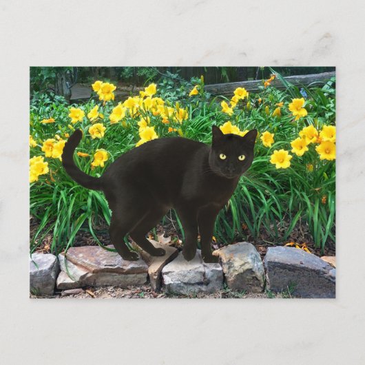 briefkaart "Little Beer" (Voorkant)